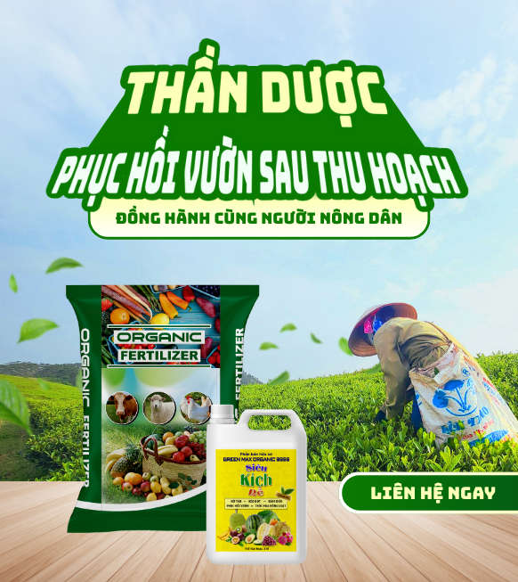 THẦN DƯỢC PHỤC HỒI VƯỜN SAU THU HOẠCH